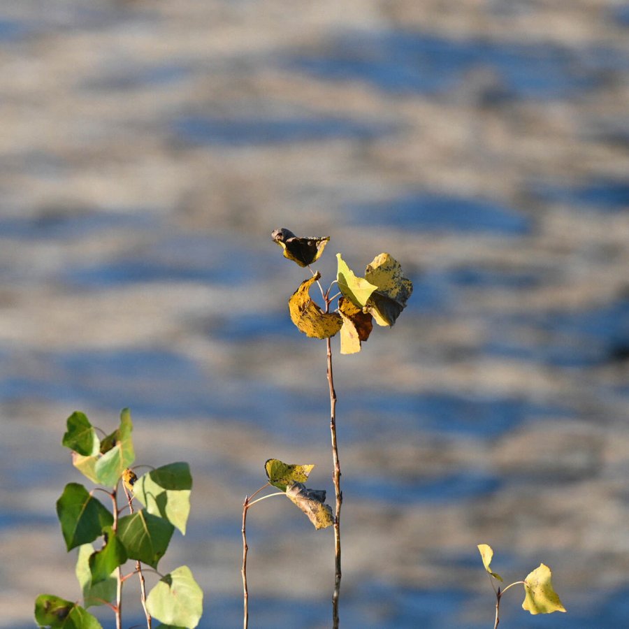 1 felix amsel blattvogelwo dsc 4358