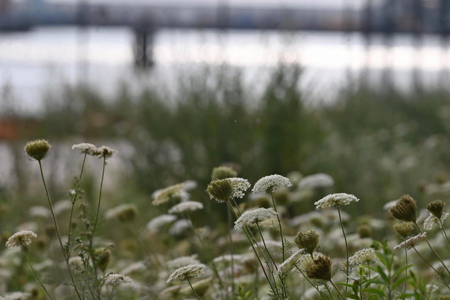 16 wildblumenwiede kirchenpauerkai dsc 9250