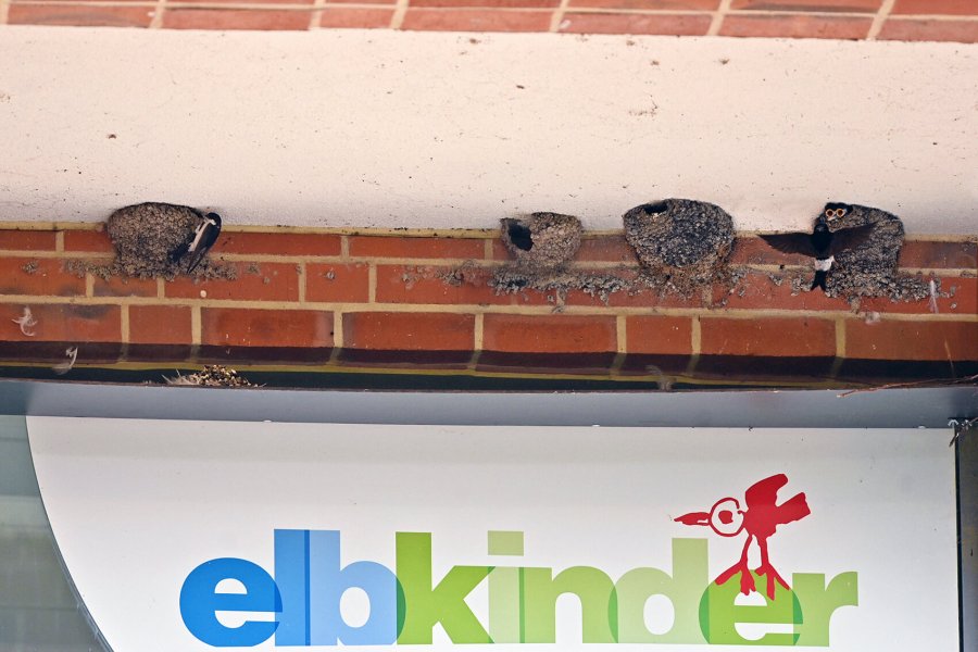 17 schwalben dsc 9500