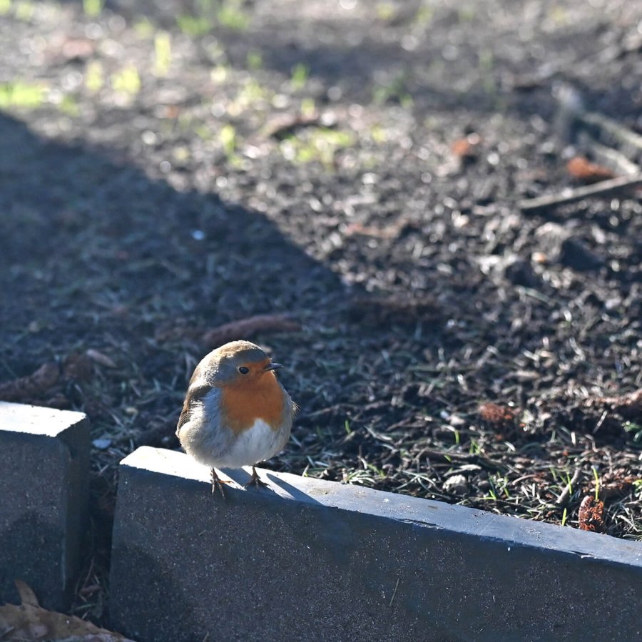 3 rotkehlchen dsc 4410