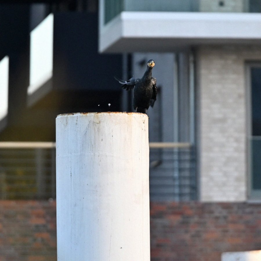 7 kormoran dsc 4497ausschnitt