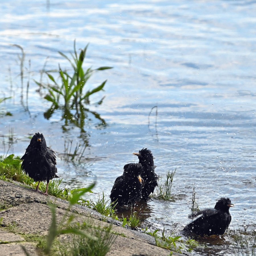 9 a junge stare dsc 2635 1