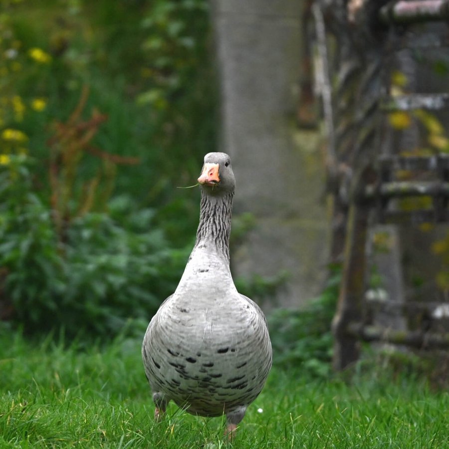 9 graugaense dsc 4834