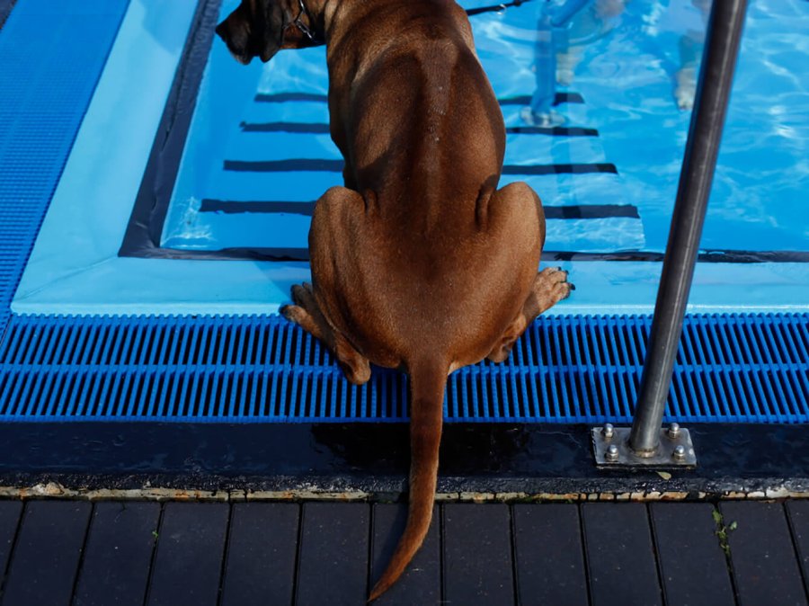 8 portraits dogs